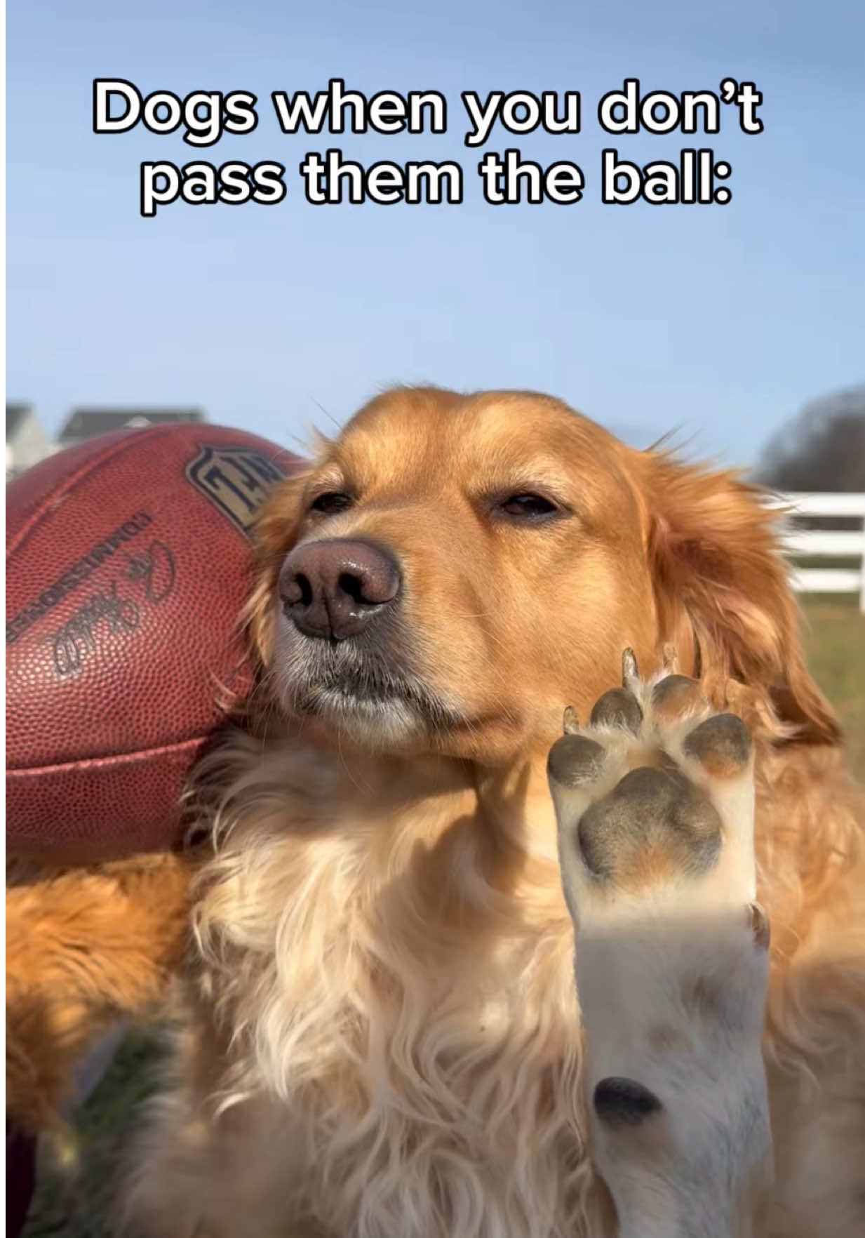 Did she really have to throw it in traffic 😭🙄 #funnydog #funnyanimals #dogsoftiktok #funnydogs #dogmeme 