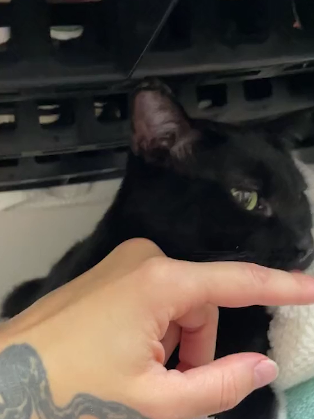 #cat #catsoftiktok #animal #PetsOfTikTok