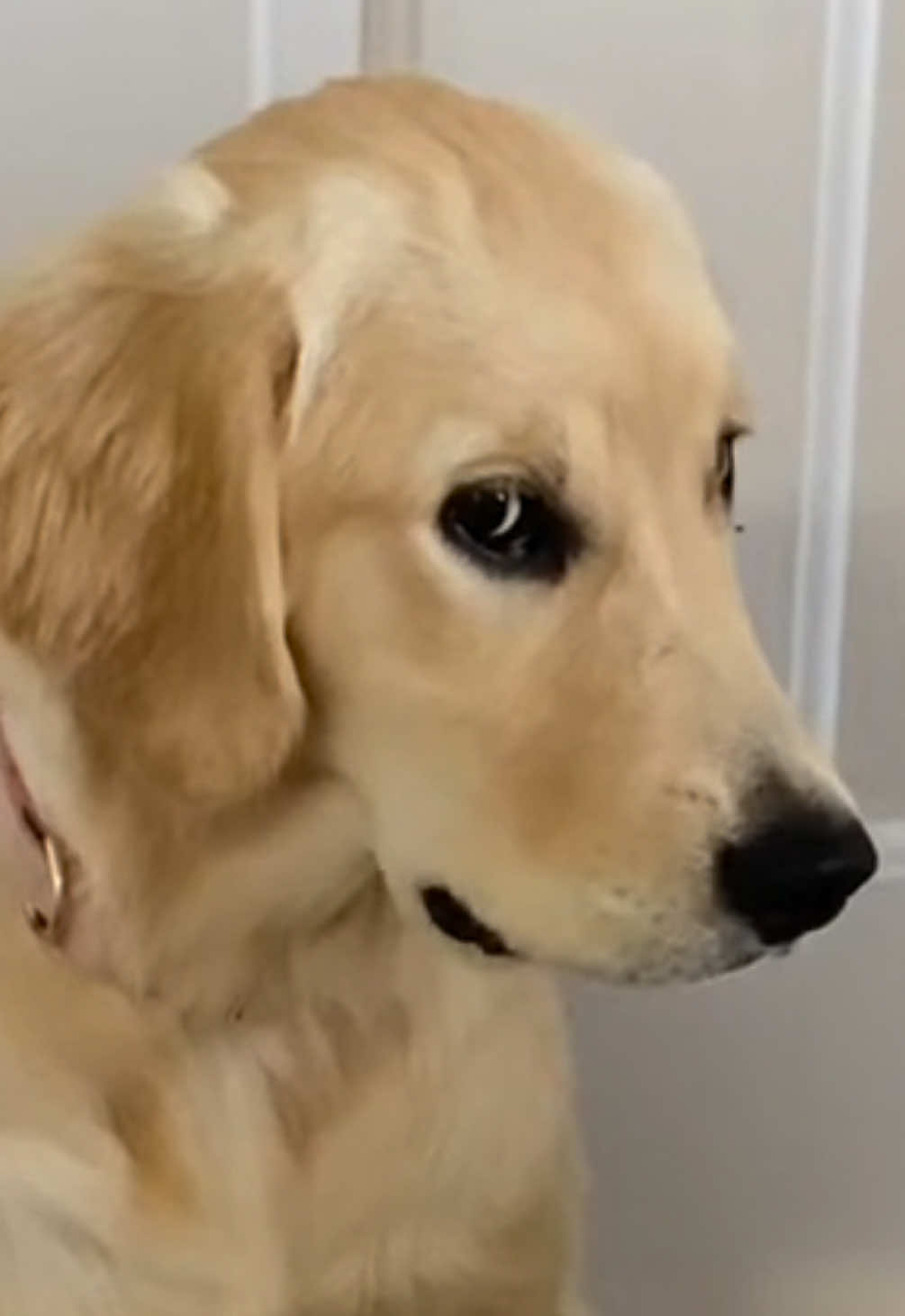 This trend but with my golden retriever throwing a temper tantrum #CapCut #goldenretriever #dog #gospelmusic 