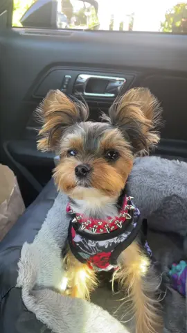 #PetsOfTikTok #fypシ #hoildaylove #fitfortoday 