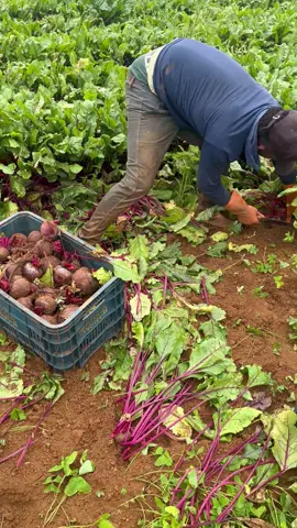 #agro #fyp #beterraba COLHEITA DE BETERRABA 🫜 🤩