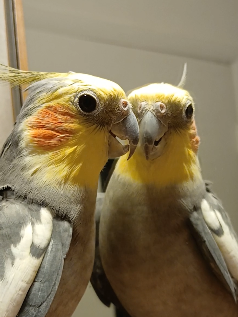 'Elvis' 🦜is Happy today!😄#cockatiel #bird #parrot 