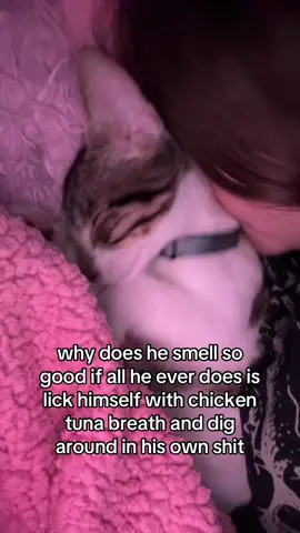 i love the smell of cat ugh #fyp #fypシ #cat #kitty #meow 