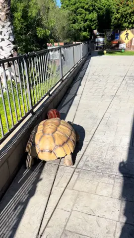 Man is on a mission 😂#dinosaur #bulldozer #africansulcata #basketball #speedy 