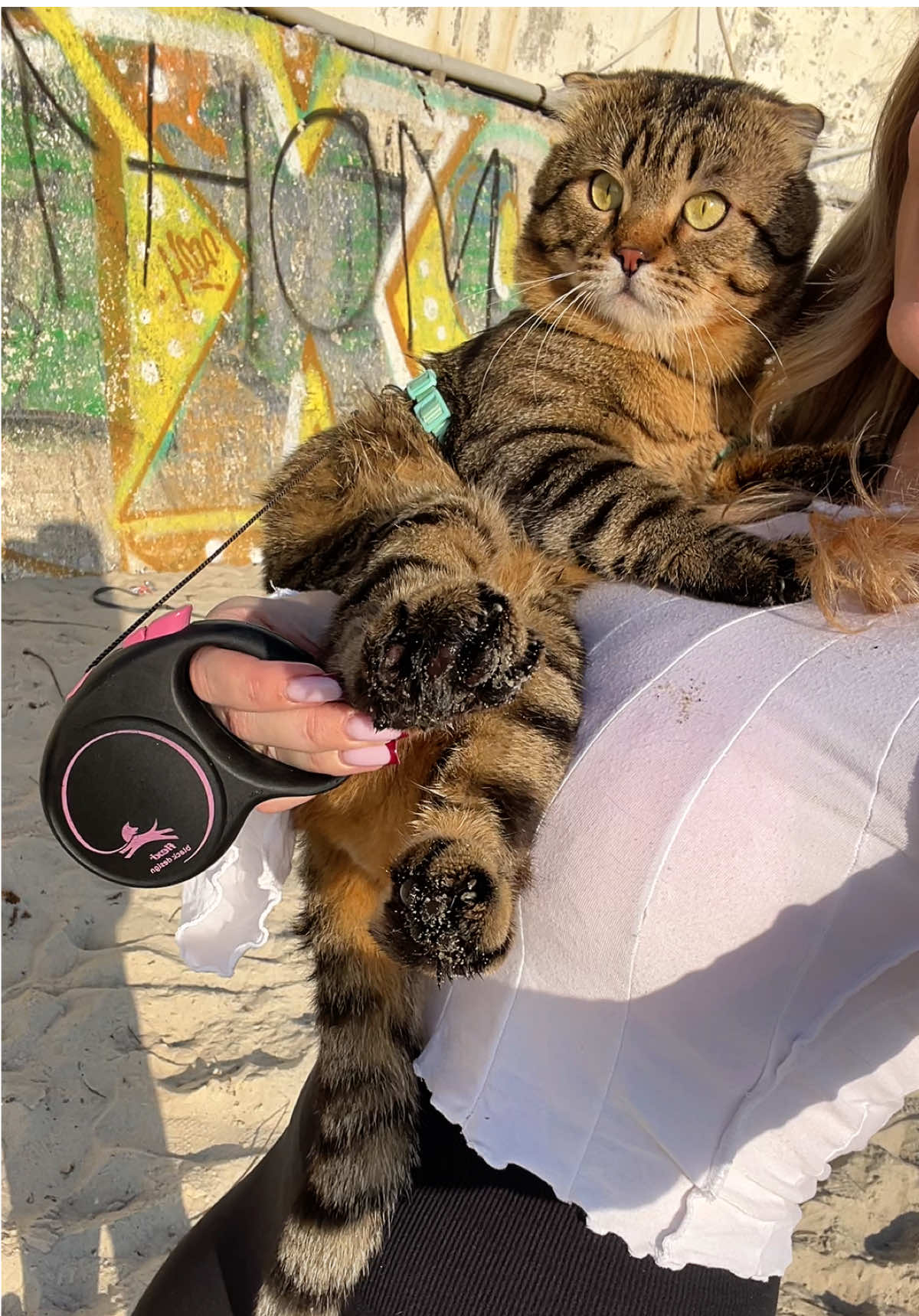 Идем с прогулки с Аресюшей😽 Лапки в лужах намочил🐾😸#арес #забавныеживотные #море #рекомендации #милыйкотик 