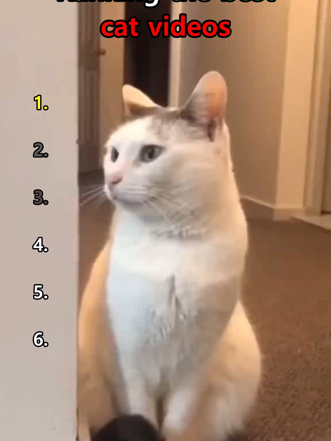 Ranking cats #fyp #fypシ゚ #cat #funnycats #pets #catsoftiktok #funnypet #animals #kitty #cattok #🤣🤣🤣 #catlover #464