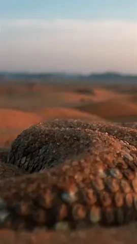 هاذي المزيونه 😉#ابوحصه_ابوعجيب #سامي_بن_سلطان #قروب_ابو_حصه #راغنار_لوثبروك_لاغريثا 