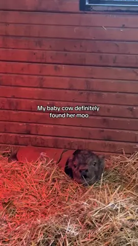 8 hours old and she found her lungs #minicow #babycow #moo #babyanimals 