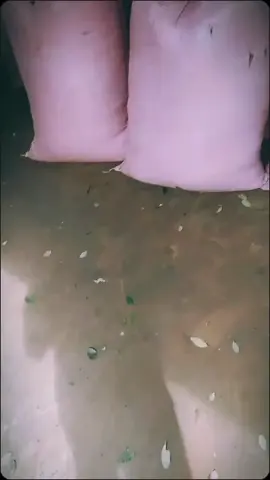 #brasil🇧🇷 #trópico_de_cochabamba🇧🇴 #paratiiiiiiiiiiiiiiiiiiiiiiiiiiiiiii #🧿❤️ 