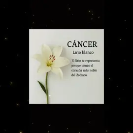 #losdossomoscáncer 🤩🍀#RRQ #forever  El lirio te representa porque tienes el corazón más noble del Zodiaco. Das  apoyo, calidez y refugio emocional. Eres suave por fuera y profundo por dentro. El lirio es pureza, sensibilidad y protección... exactamente lo que sientes cuando amas a alguien. #signocáncer♋ 🧿🍀💋😍