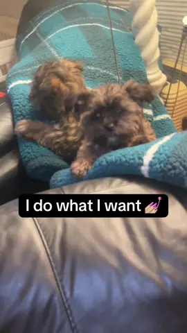 🙊 oops.                                           #yorkie #puppy #poodle #bad #capcut #dog