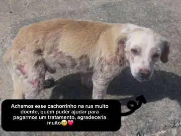 Gente, achamos esse cachorrinho muito doente, quem puder ajudar com algo para o tratamento, o link do pagamento está na bio😢💜