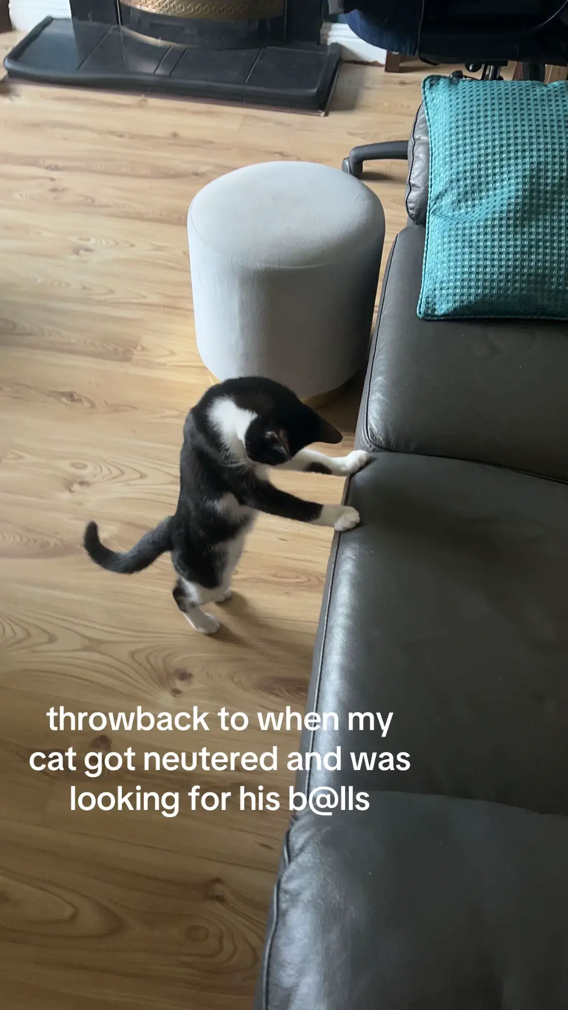 no word of a like we walked in on him like this  #cats #catsofttiktok 