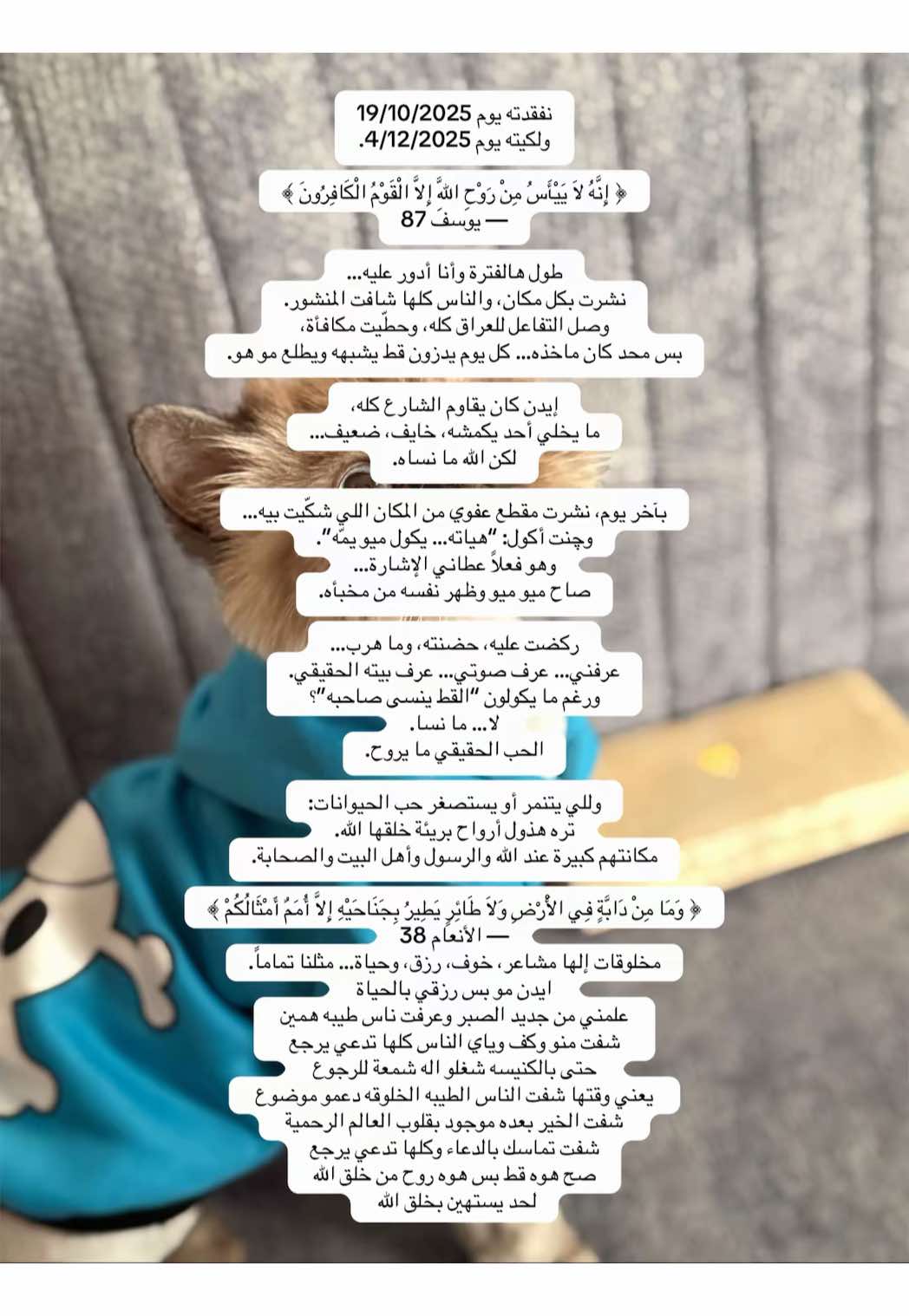 اخوان بعد مرور ٤٥ يوم لكيت ايدن مطعم هولير في اربيل  قط صارله فتره هناك شافو اعلان صورو النا بس مجان يقبل احد يكمشه رحت وعرفني وكمشتهً اني اشكر حسن ساعدني الكه ايدن اشكر كادر مطعم هولير في اربيل لان  ساعدوني الحمدالله لكيته بعد تعب وعناء 