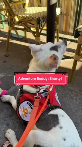 This was the best day ever. Shoutout to @Best Friends for having a great program and being a safe haven for dogs and cats in the city, and for @JacksWifeFreda for comping my matzoh ball soup and having the BEST service! #adoption #adoptdontshop #bestfriendsanimalsociety #dogs #dog 