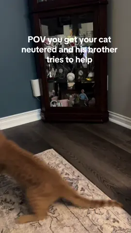 The end lol 😂 #funny #funnypets #dog #cat #laugh 