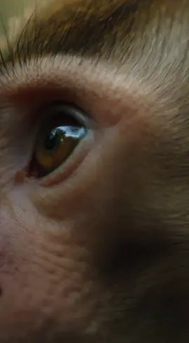 🐒 Survival Instinkt des Affen 15s + Sora AI #monkey #videoviral #treanding #top #top 