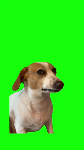 Dino Dog Sus Look Green Screen Meme #meme #greenscreen #christmas #holiday #greenscreenmemes 