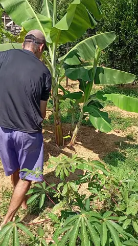 como adubar as bananeiras. #Vlog #plantas #dicas #viraltiktok 