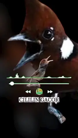 JANGAN DI TUNGGU !! nanti batrainya habis. masteran burung cililin vs prenjak durasi panjaaaaaaaaaaaaaaaaaaaaaaaaaaaaaaaaaaaaaaaaaaaaaaaaaaaaaaaaaaaang #masteranburung #cililin #prenjak #mburung #fyp 