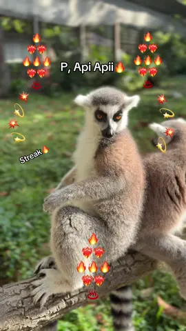 P,Api🔥🔥❤️‍🔥❤️‍🔥💫💫💥💥 #GreenCreator #VinWonders #dulich #vinpearlsafariphuquoc #chuoi 