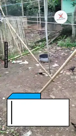 VIRAL !!! DIPERLIHATKAN SEEKOR AYAM, YANG MAKAN TANPA PIRING DAN TANPA MENONTON FILM