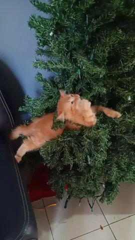 Mi pinoooooo  #catlover  #gatitos  #cats  #orangecat  #fypシ 