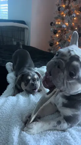 Big brother never lets me get the bone 🥺 #frenchie #frenchbulldog #frenchiesoftiktok #dog #frenchies 