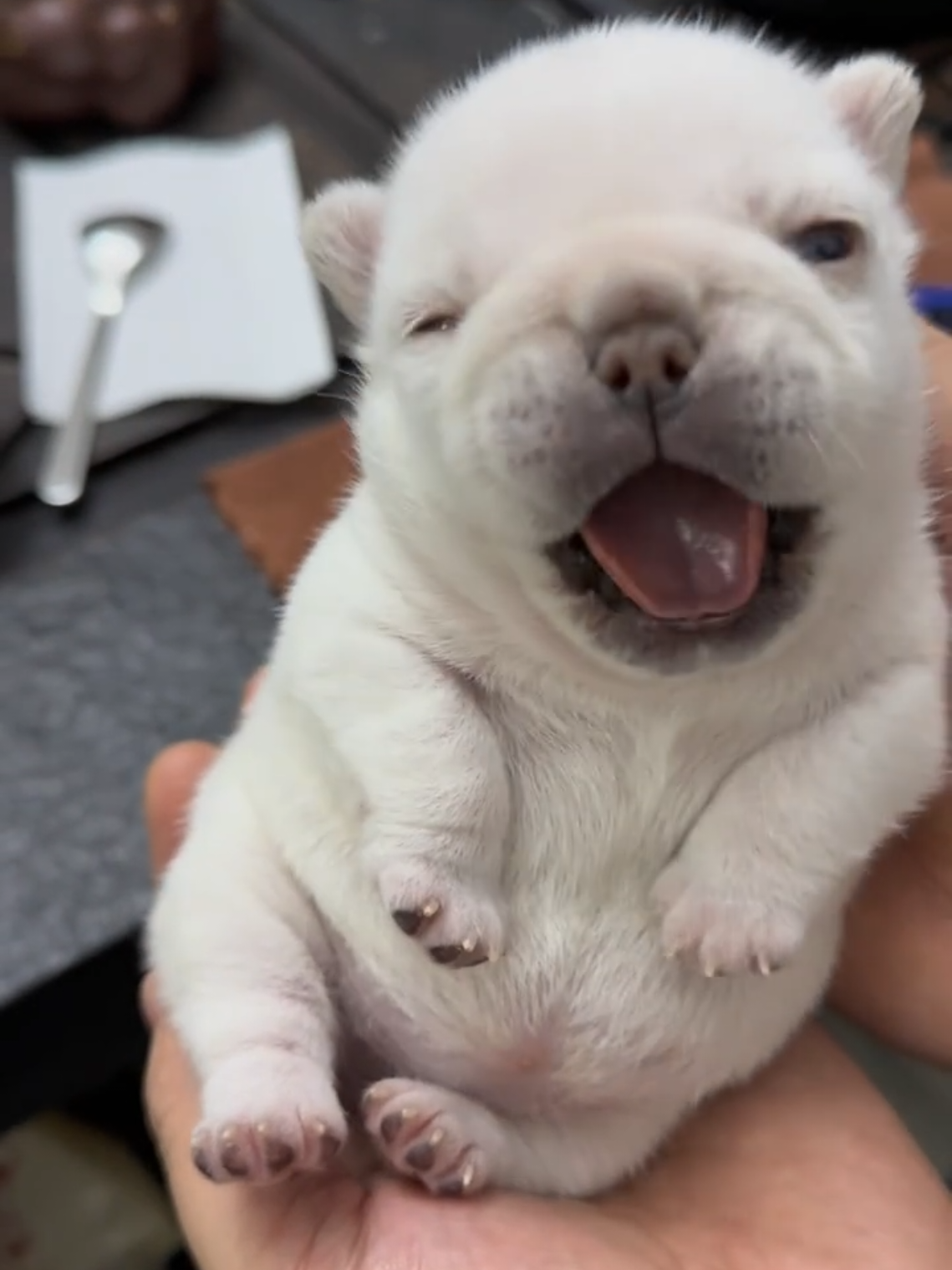 Ola chicos #gmail #pibble #thepibblepost 