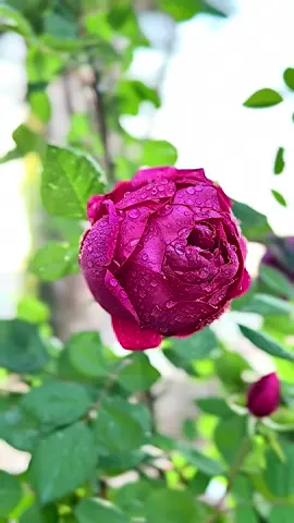 ‏مُدّ أرواحنا يالله بسُبل الفرح وبغيمَات الرضا وبحلو الحظ وتباشير الحَياة .آمـين🌱#أكسبلور_explorelove_ #لايك__explore___ #أكسبلور_تيك_توك #الجنوب #صلوا_على_رسول_الله 