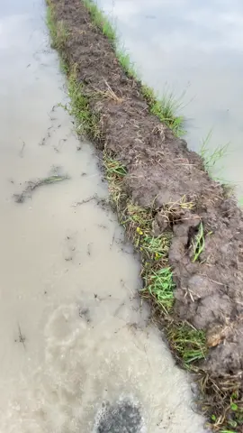 #fypage #anakpetani🌾 #fypppppppppppppppppppppp #petaniindonesia🇮🇩🇮🇩🇮🇩🌿🌿 #wijapaggalung🌾 