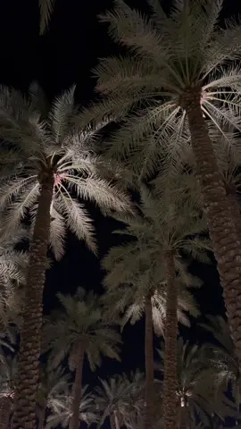 #اكسبلورexplore #بندر_بن_عوير #foryou #fayyyyyyyyyyyyyyyyyyyyyyyyyyyyyyyy #نخيل 