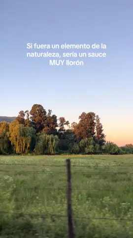 El otro día me preguntaron qué elemento de la naturaleza sería… definitivamente un sauce llorón @Mon Laferte 🤍 #monlaferte #silvanaestrada #natalialafourcade #llorona #femmefatale 