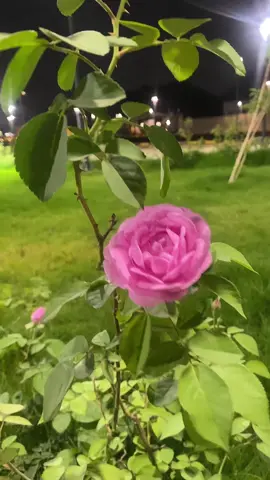 #اكسبلورexplore #صباح_الخير #ورد 