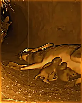 be kind #hapy #wholesome #edit #treanding #pet 