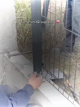 #funk #brazilianphonk #viralllllll #aura #fypシ゚ 