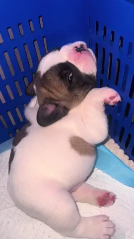 Rồi mắc gì phải nằm vậy hỏng biết nữa😂.Ảnh nhỏ mà hay làm trò lắm🤪🥰 #Bullphap #frechbulldog #bullphapbosua #tiktokviral #bulldangyeu 