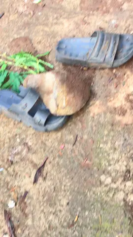 😇😇#nekochan #alam #fyp 