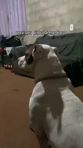 ele se mijou todo encima de mim 😭😭😭 #fyp #pitbull #cachorros #fy 