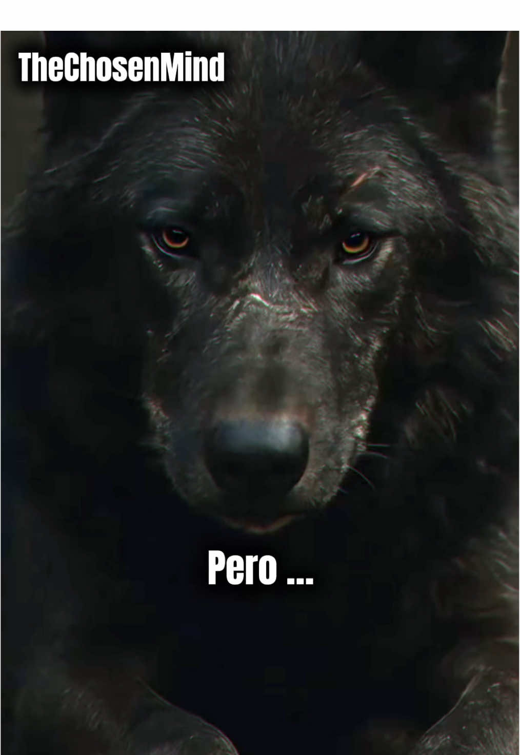 #TheChosenMind #MindsetM #FuerzaInterior #ProtectorDeLosMíos #CalmaConFilo