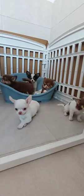😍😍Chihuahua puppies for adoption near me 🐶💕🏠🐾💖 Free Chihuahua puppies for adoption 🐶💕🏠🐾💖 Tiny teacup Chihuahua puppy for adoption 🐶💕🏠🐾💖 Adopt a Chihuahua puppy near me #chihuahua #dog #chihuahualove #doglover #pets      🐾💖🏠🐶💕