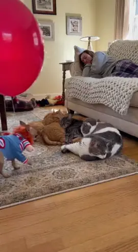 😂 الكلب الصغير 