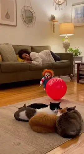 😂 الكلب الصغير 