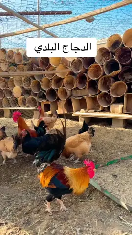 #دجاج #دجاج_بلدي 
