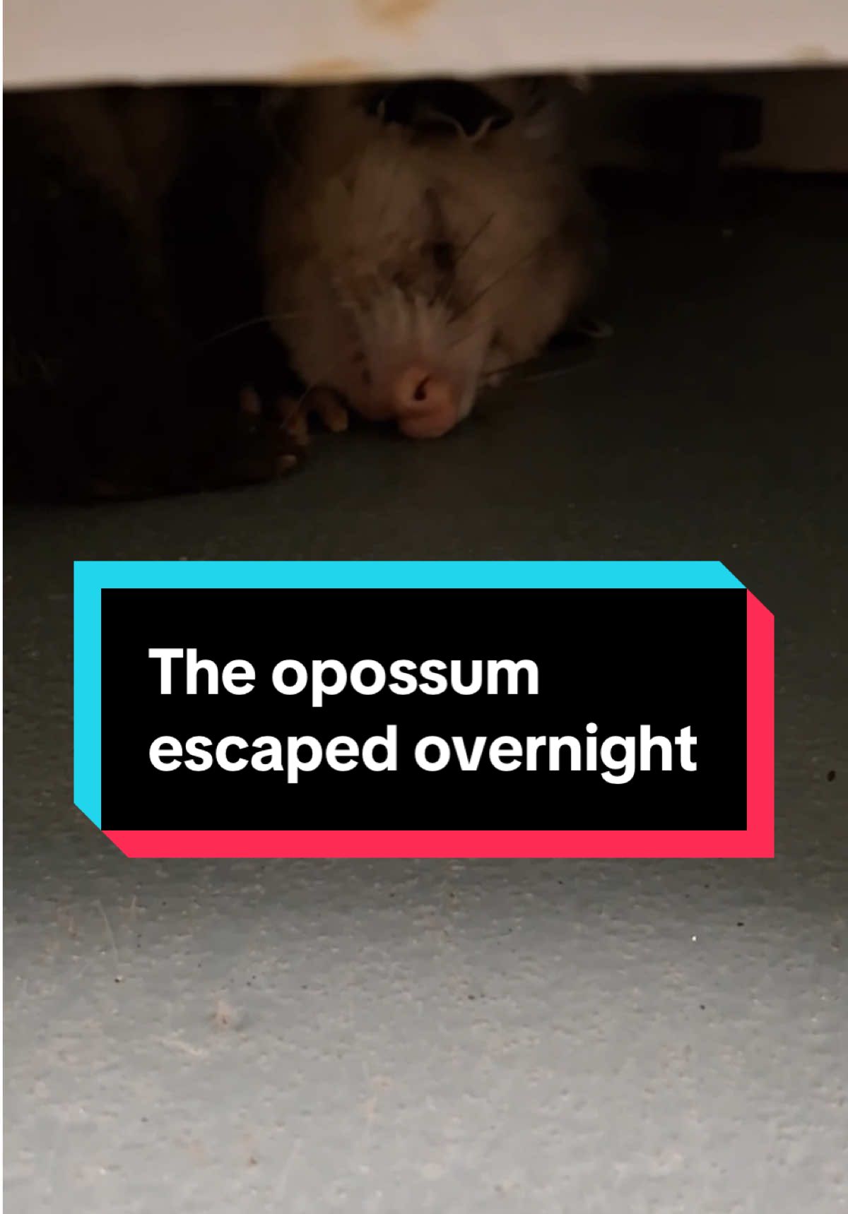 Our opossum patient pulled a great escape overnight — but she made it very easy for us to quickly locate her under the shift cage, thanks to her loud snoring. 🥹 We're extremely pleased with this mighty marsupial's recovery journey. After the surgery and treatment she's been through for jaw fractures and ocular trauma, we love seeing her resting so comfortably and continuing to get better day by day!!