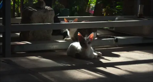 #CapCut #cinematic the art of noticing