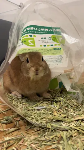 オーツヘイがカスだけになったので、中に入って食べてもらってます🐰💖カス好きふうくんからしたら、幸せタイムのカスビュッフェです🫶 #うさぎ #ネザーランドトワーフ #うさぎのいる暮らし #うさぎのいる生活 #うさぎ好き                     
