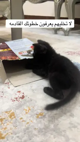 لا تخليهم يعرفون خطوتك القادمه #قطط #قطط_كيوت 😸