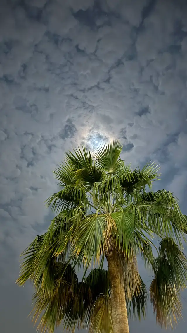 #الاحساء #النخيل #اكسبلور #عشوائيات #الشعب_الصيني_ماله_حل😂😂 