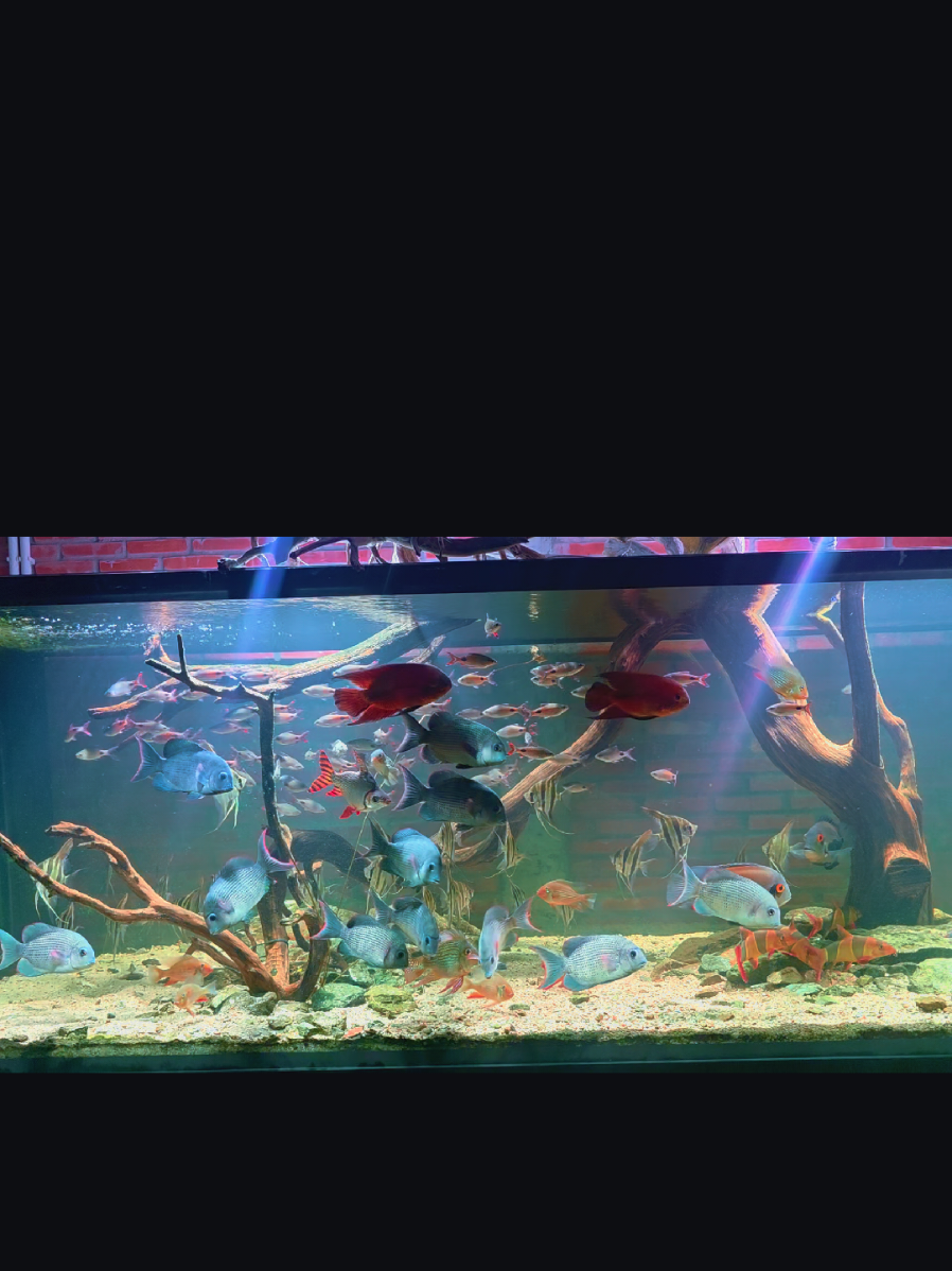 tận hưởng thôi nào #hocadep #TGaquarium 